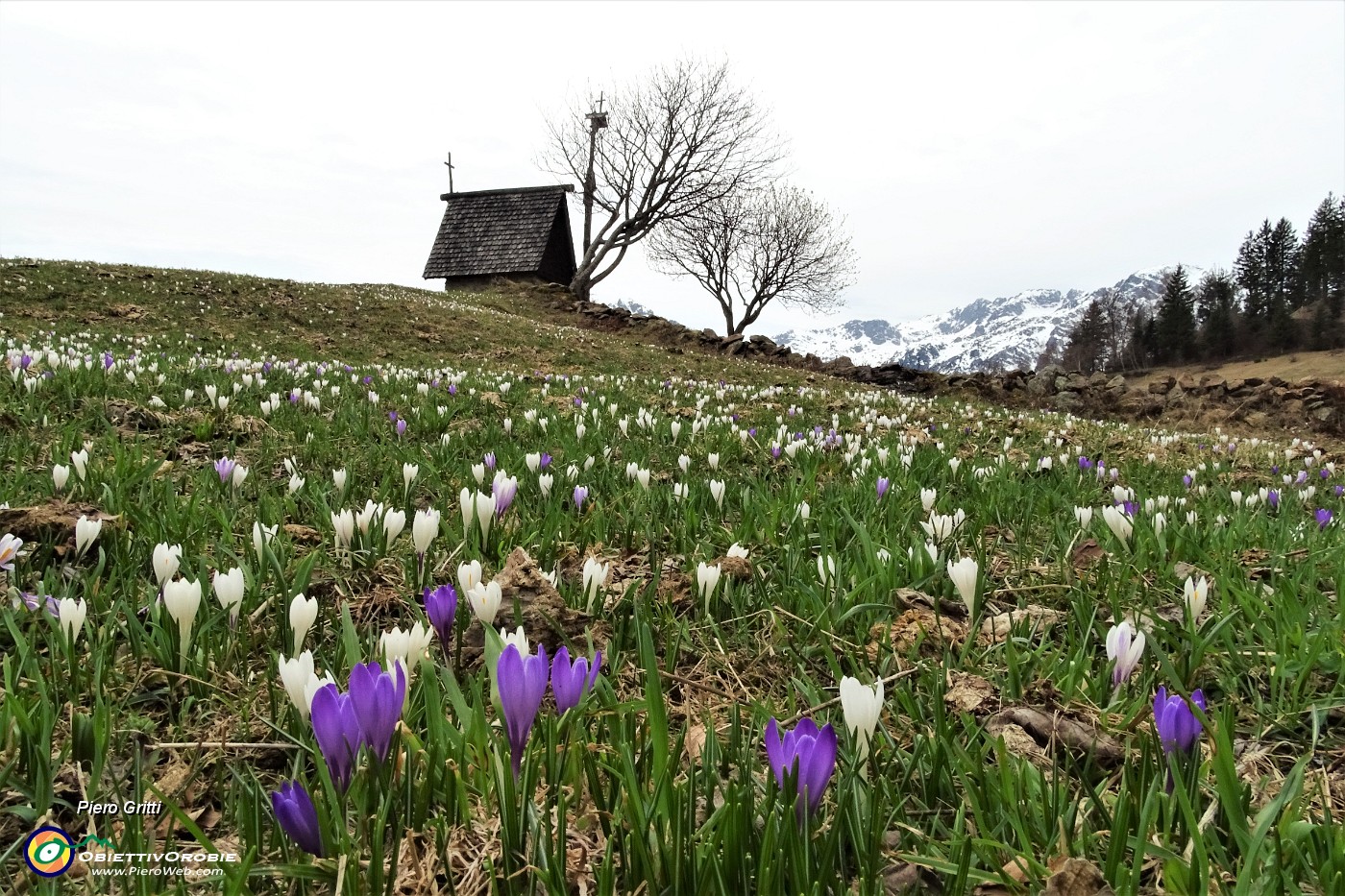 04 Crocus bianchi e violetti in fiore ai prati della Pigolotta.JPG